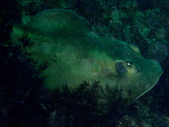 Sepia Stingray photo 4