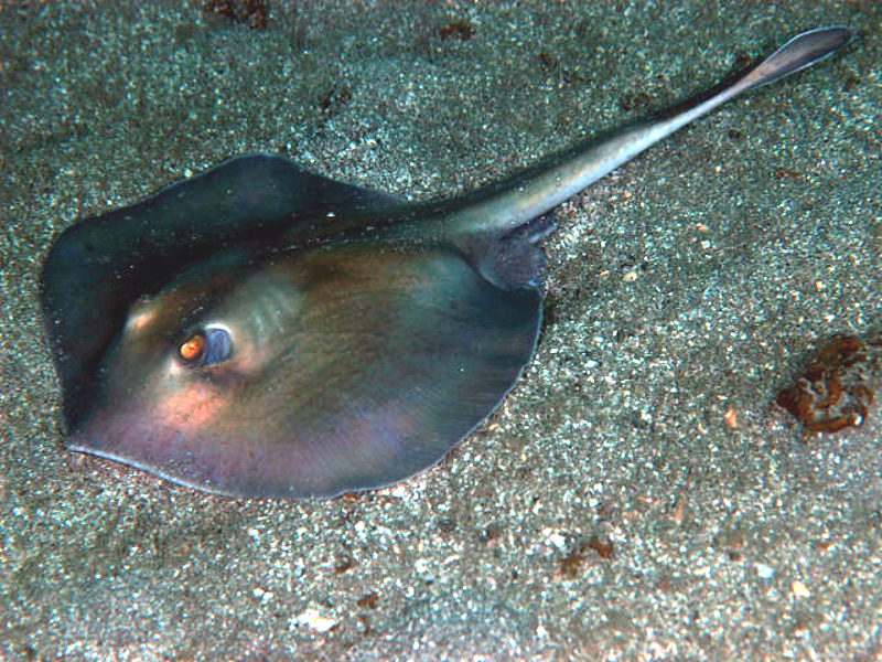 Oriental Stingaree