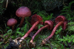 Cortinarius neosanguineus