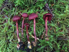 Cortinarius neosanguineus