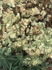 Puccinia malvacearum