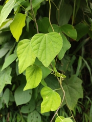 Pericampylus glaucus