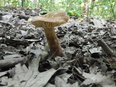 Lactarius fuliginosus
