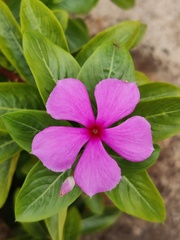 Catharanthus roseus