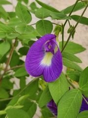Clitoria ternatea