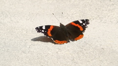 Vanessa atalanta