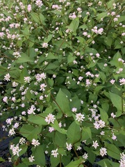 Persicaria thunbergii