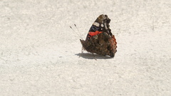 Vanessa atalanta