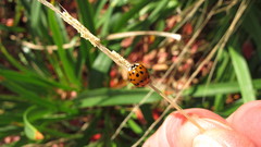 Harmonia axyridis