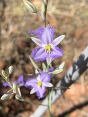 Thysanotus racemoides