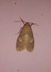 Ammatho cuneonotatus
