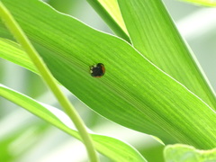 Coelophora biplagiata