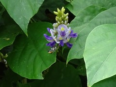 Megachile igniscopata