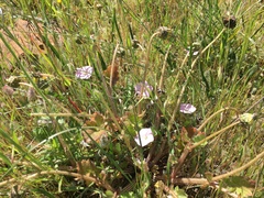 Convolvulus remotus