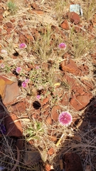 Gomphrena canescens