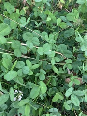 Trifolium repens