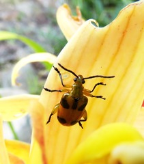 Stethopachys formosa