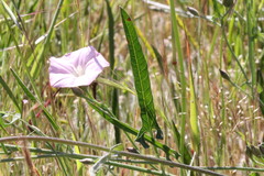 Convolvulus remotus