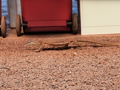 Varanus panoptes rubidus