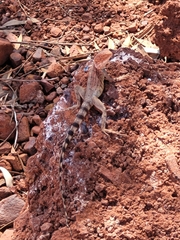 Ctenophorus caudicinctus