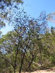 Dianella prunina