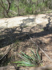 Dianella prunina