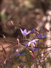 Dianella prunina