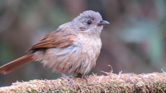 Alcippe poioicephala