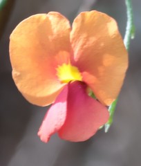 Chorizema diversifolium