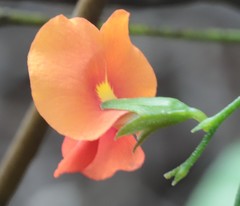 Chorizema diversifolium