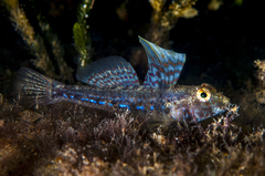 Nesogobius pulchellus