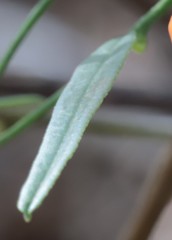 Chorizema diversifolium
