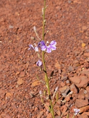 Goodenia stobbsiana