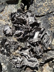 Umbilicaria havaasii