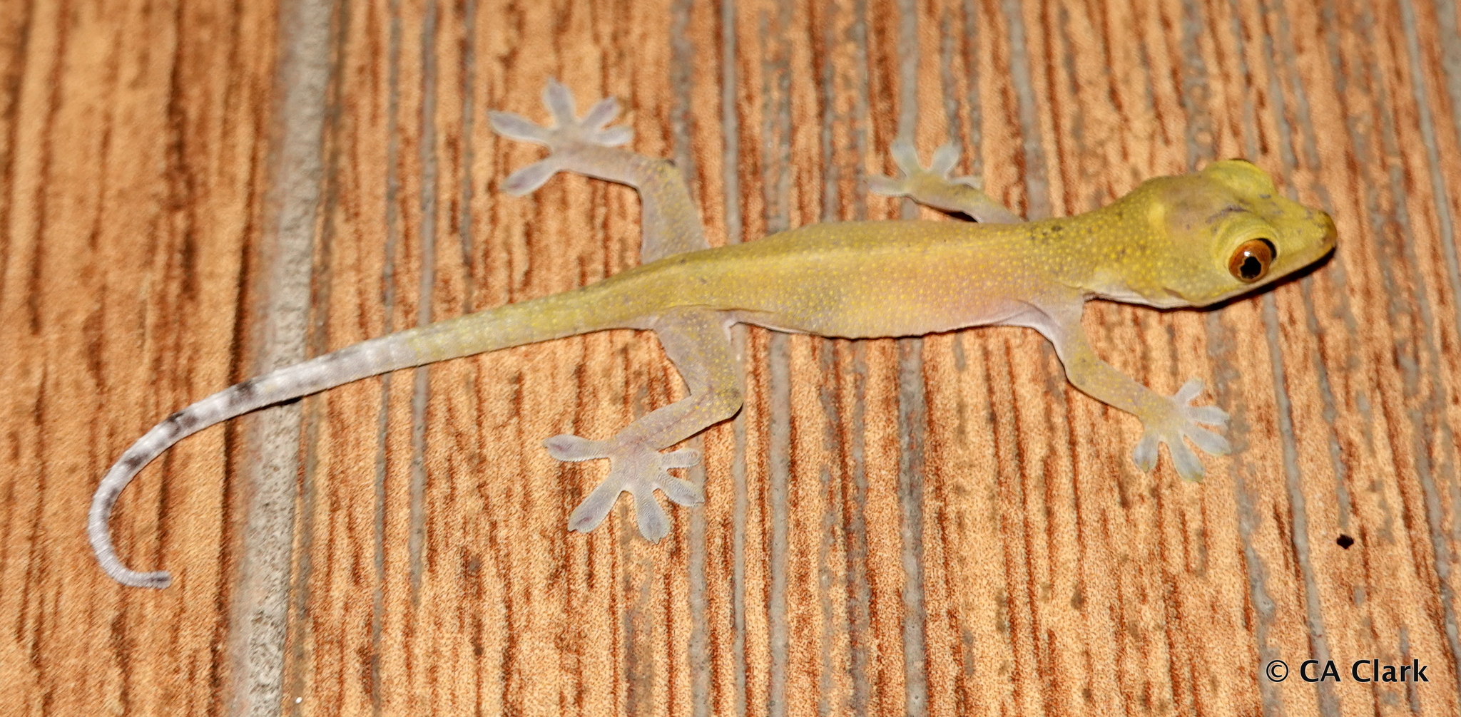 Palau Ghost Gecko (Gekko remotus) · iNaturalist
