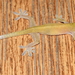 Palau Ghost Gecko - Photo (c) sea-kangaroo, some rights reserved (CC BY-NC-ND), uploaded by sea-kangaroo