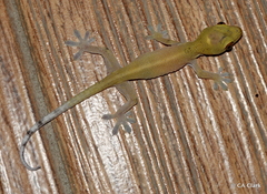 Gekko remotus
