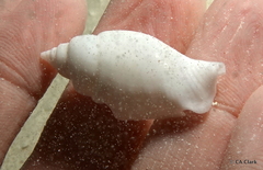 Gibberulus gibberulus