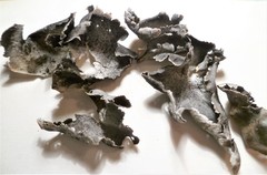 Umbilicaria havaasii