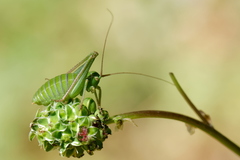 Barbitistes fischeri