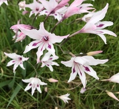 Gladiolus carneus