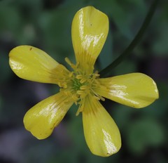 Ranunculus colonorum
