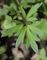 Ranunculus colonorum