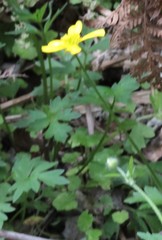 Ranunculus colonorum