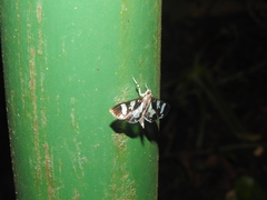Desmia bajulalis
