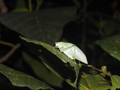 Phylloptera