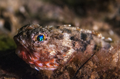 Maxillicosta scabriceps