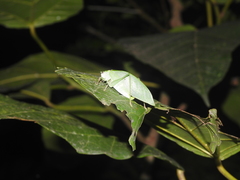 Phylloptera