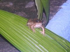 Lithobates maculatus