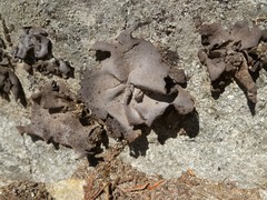 Umbilicaria polyphylla